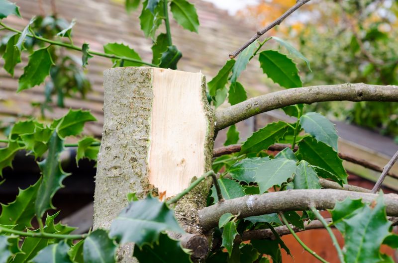 Effective Leaf Removal Solutions — Cost of Leaf Removal