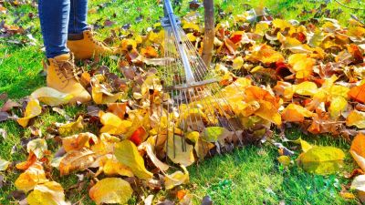Leaf Removal Service!